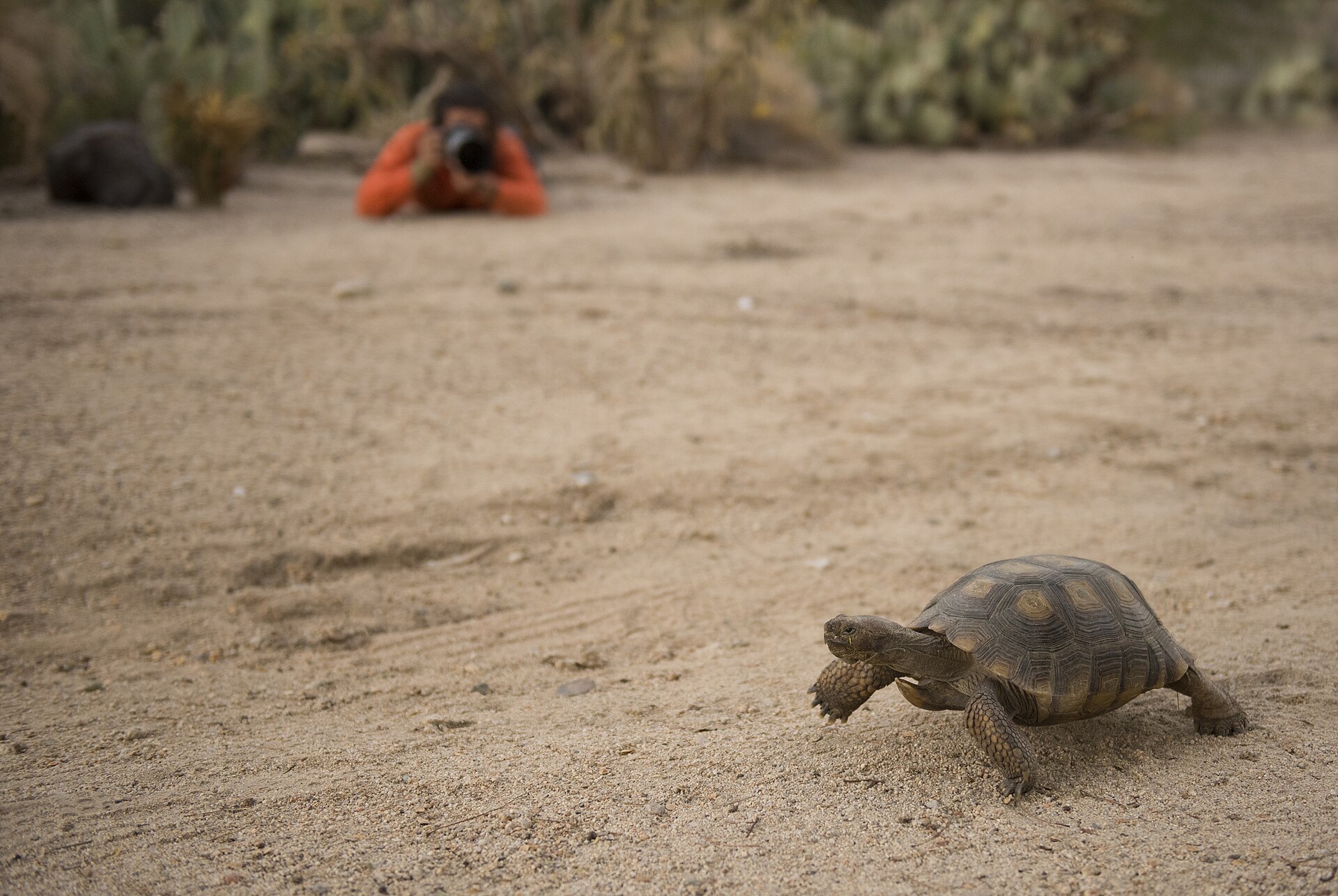 Une tortue sur le sable, photographiée au téléobjectif